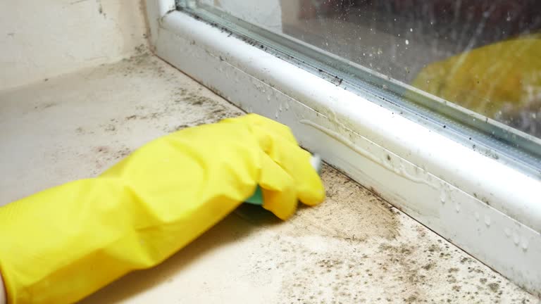  Almedia, PA Mold Removal Pros